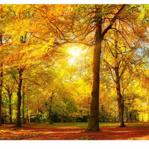 Trees in Park Autumn View Table Wrap Sticker Laminated Vinyl Cover Self-Adhesive for Desk and Tables